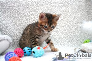 Zusätzliche Fotos: Bengalkatzen, Kätzchen zur Adoption jetzt