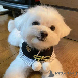 Foto №2 zu Ankündigung № 125607 zu verkaufen  - einkaufen Großbritannien 