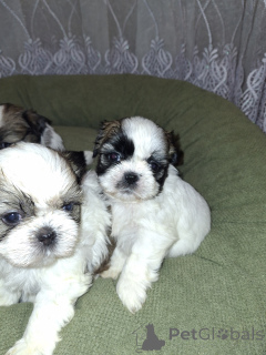 Foto №3. Ideale reinrassige Shih Tzu-Welpen.. Lettland