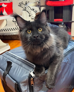 Foto №2 zu Ankündigung № 155323 zu verkaufen maine-coon-katze - einkaufen Dänemark quotient 	ankündigung