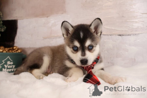 Foto №1. alaskan malamute - zum Verkauf in der Stadt Aarbergen | 350€ | Ankündigung № 171414