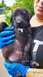 Foto №1. mischlingshund - zum Verkauf in der Stadt Mariupol | Frei | Ankündigung № 54527