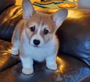 Foto №1. welsh corgi - zum Verkauf in der Stadt Stockholm | verhandelt | Ankündigung № 96312