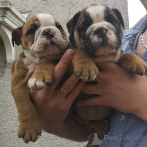 Zusätzliche Fotos: Englische Bulldoggenwelpen stehen in Deutschland zum Verkauf