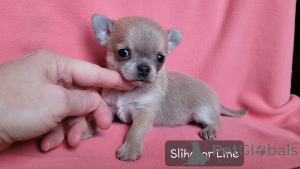 Foto №3. Chihuahua ist ein Blue-Fool-Junge. Russische Föderation