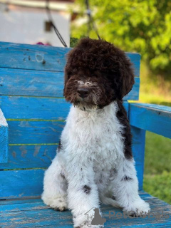 Foto №3. Lagotto Romagnolo Welpen. Serbien