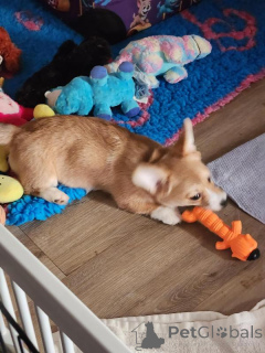 Foto №2 zu Ankündigung № 170568 zu verkaufen welsh corgi - einkaufen Georgien züchter