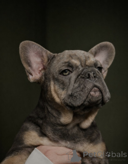 Foto №1. französische bulldogge - zum Verkauf in der Stadt Innsbruck | 1600€ | Ankündigung № 161460