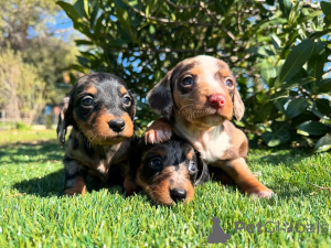 Foto №1. dackel - zum Verkauf in der Stadt München | verhandelt | Ankündigung № 160853