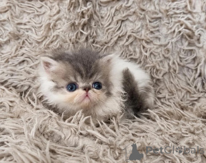Foto №1. perserkatze - zum Verkauf in der Stadt WSCHOWA | 350€ | Ankündigung № 178697