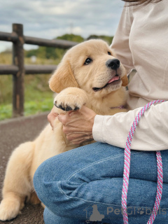 Foto №2 zu Ankündigung № 158049 zu verkaufen golden retriever - einkaufen Deutschland züchter