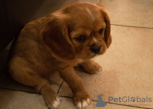 Foto №2 zu Ankündigung № 44402 zu verkaufen cavalier king charles spaniel - einkaufen Israel 