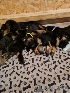 Foto №2 zu Ankündigung № 131272 zu verkaufen deutscher schäferhund - einkaufen Spanien quotient 	ankündigung