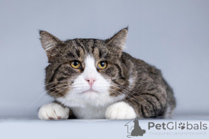 Foto №2 zu Ankündigung № 161457 zu verkaufen  - einkaufen Russische Föderation quotient 	ankündigung