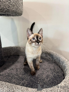 Foto №3. Entzückende bengalische Kätzchen zur Adoption. Deutschland