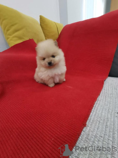 Foto №3. Pomeranian Spitz. Serbien