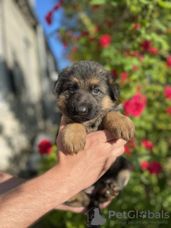 Foto №2 zu Ankündigung № 52142 zu verkaufen deutscher schäferhund - einkaufen Ukraine züchter