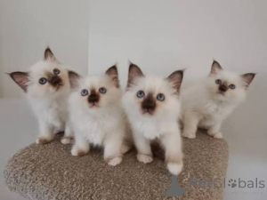 Foto №1. birma-katze - zum Verkauf in der Stadt Antwerpen | 500€ | Ankündigung № 172690
