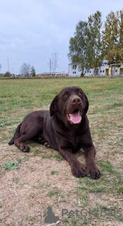 Foto №1. labrador retriever - zum Verkauf in der Stadt Koceljeva | verhandelt | Ankündigung № 83291