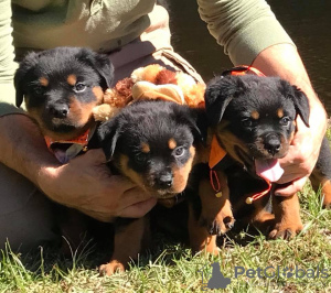 Foto №2 zu Ankündigung № 125351 zu verkaufen rottweiler - einkaufen Deutschland quotient 	ankündigung