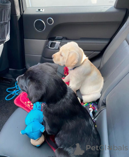 Foto №2 zu Ankündigung № 155343 zu verkaufen labrador retriever - einkaufen Großbritannien quotient 	ankündigung