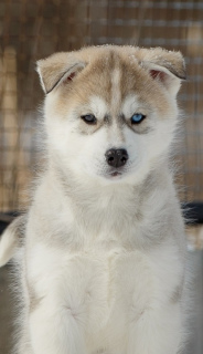 Zusätzliche Fotos: Wunderschöne, reife, aktive, beliebte Siberian Husky-Welpen stehen zum Verkauf.