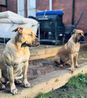 Foto №4. Ich werde verkaufen boerboel in der Stadt Paris. quotient 	ankündigung - preis - verhandelt