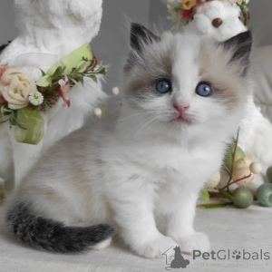 Foto №1.  - zum Verkauf in der Stadt Genf | verhandelt | Ankündigung № 137466