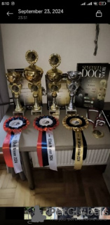 Foto №4. Ich werde verkaufen schnauzer in der Stadt Belgrad.  - preis - verhandelt