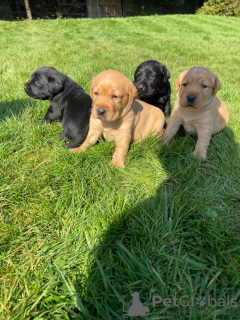 Foto №2 zu Ankündigung № 18633 zu verkaufen labrador retriever - einkaufen Irland quotient 	ankündigung