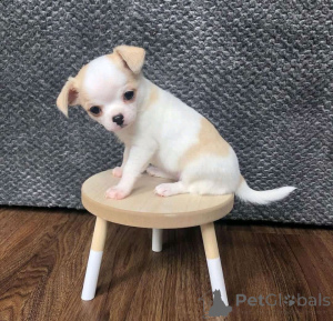 Foto №2 zu Ankündigung № 169848 zu verkaufen chihuahua - einkaufen USA züchter