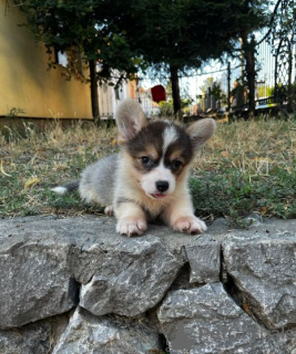 Foto №4. Ich werde verkaufen welsh corgi in der Stadt Zrenjanin. züchter - preis - verhandelt