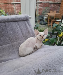 Foto №4. Ich werde verkaufen devon rex in der Stadt Berlin. züchter - preis - verhandelt