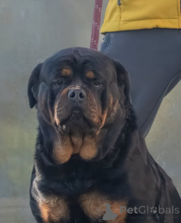 Foto №1. rottweiler - zum Verkauf in der Stadt Lyulin, Sofia | 339€ | Ankündigung № 161327