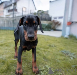 Zusätzliche Fotos: Dobermann-Welpe