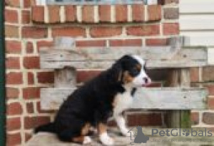 Foto №1. berner sennenhund - zum Verkauf in der Stadt Fallåker | Frei | Ankündigung № 129097