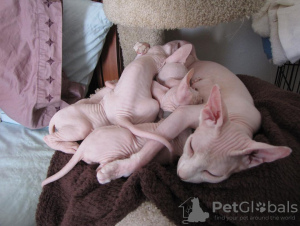 Foto №2 zu Ankündigung № 111064 zu verkaufen sphynx-katze - einkaufen Deutschland quotient 	ankündigung, vom kindergarten, züchter