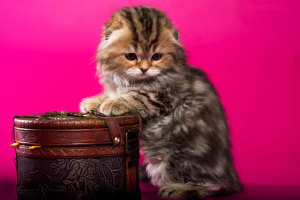 Zusätzliche Fotos: Scottish Fold Kätzchen - Marmor Mädchen