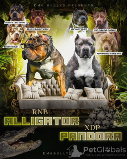 Foto №1. american bully - zum Verkauf in der Stadt Belgrad | verhandelt | Ankündigung № 125852