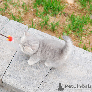 Foto №2 zu Ankündigung № 152207 zu verkaufen munchkin - einkaufen USA züchter