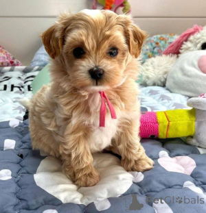 Foto №1. cavalier king charles spaniel - zum Verkauf in der Stadt Berlin | verhandelt | Ankündigung № 135140