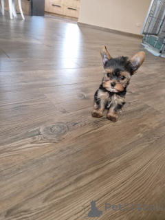 Foto №4. Ich werde verkaufen yorkshire terrier in der Stadt Niepołomice. züchter - preis - 950€