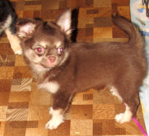 Foto №3. Chihuahua Junge Choco-Tan. Russische Föderation