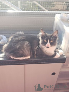 Foto №4. Ich werde verkaufen maine-coon-katze in der Stadt Chemnitz. quotient 	ankündigung - preis - 300€