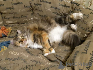 Foto №4. Ich werde verkaufen  in der Stadt Moskova. quotient 	ankündigung - preis - Frei