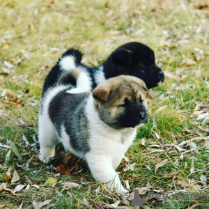 Foto №3. Amerikanische Akita-Welpen. Deutschland