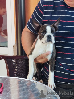 Foto №1. boston terrier - zum Verkauf in der Stadt Belgrad | verhandelt | Ankündigung № 72146