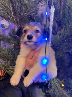 Foto №3. Das wundervolle Baby Snezha sucht ein Zuhause. In guten Händen.. Russische Föderation