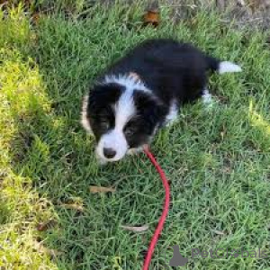 Foto №2 zu Ankündigung № 169381 zu verkaufen border collie - einkaufen Finnland quotient 	ankündigung, züchter