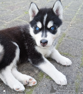 Foto №2 zu Ankündigung № 110194 zu verkaufen siberian husky - einkaufen Finnland züchter